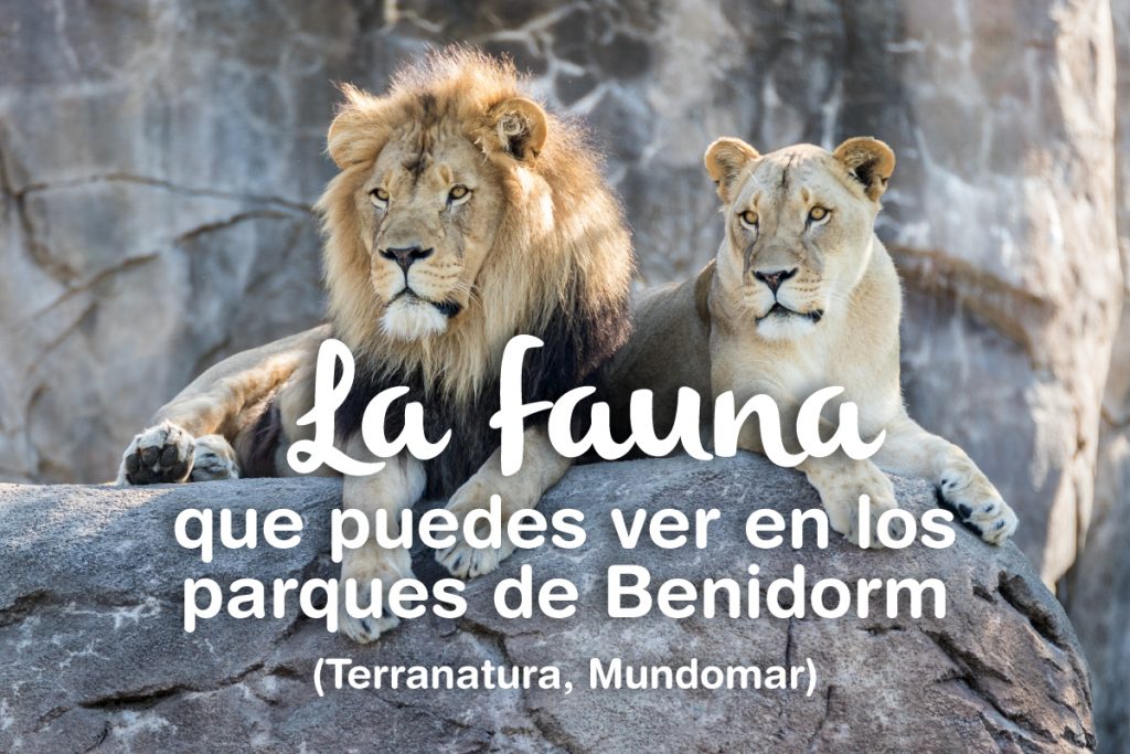 post blog noviembre 2017_fauna